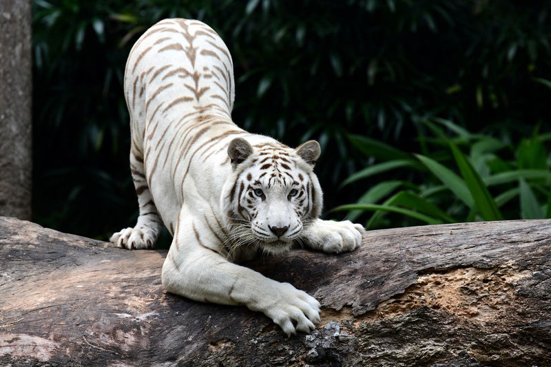 Portrait of white tiger on tree trunk