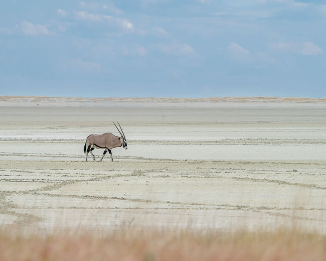 View of a horse on sand