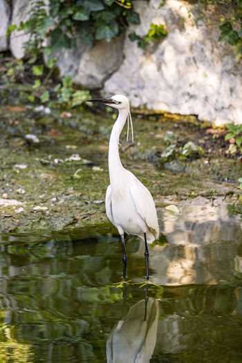 Close-up of egret standing in lake