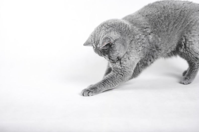 Close-up of a cat resting on white background