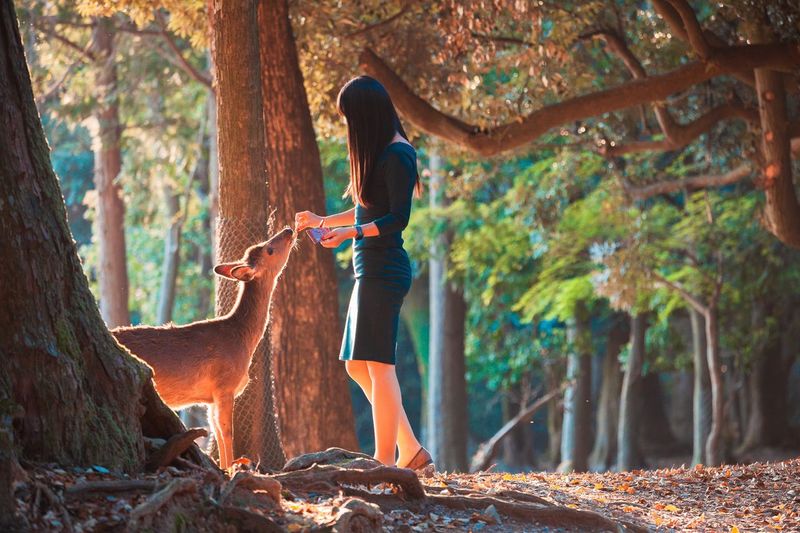 Woman feeding deer while standing in forest