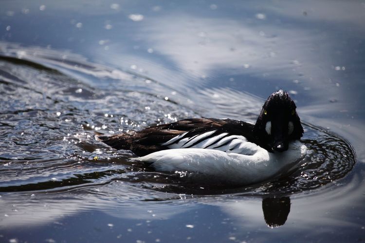 A goldeneye duck showing off in the sunshine