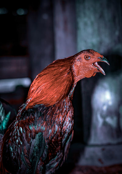 Close-up of rooster crowing 