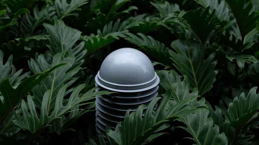 Close-up view of plants