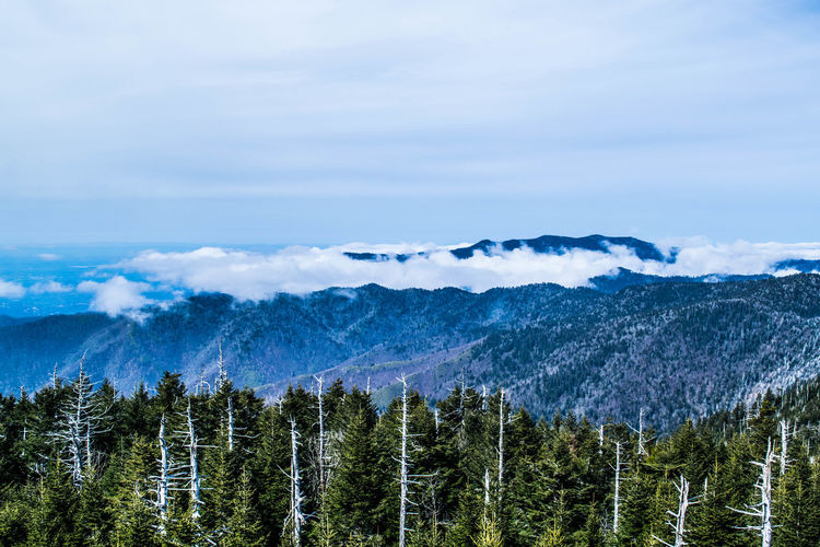 Scenic view of forest and mountains against cloudy sky