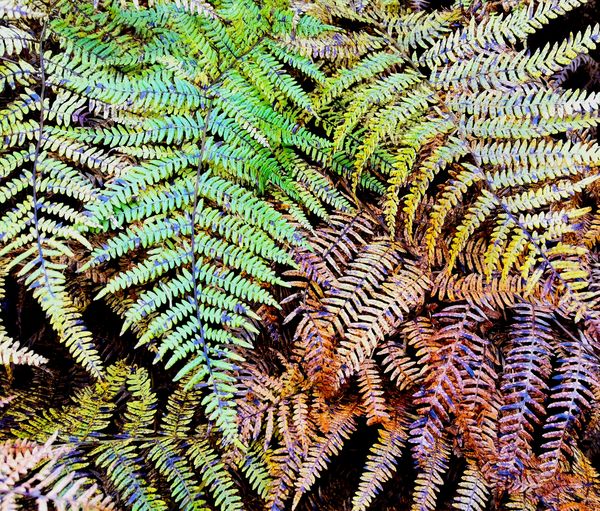 Full frame shot of fern leaves