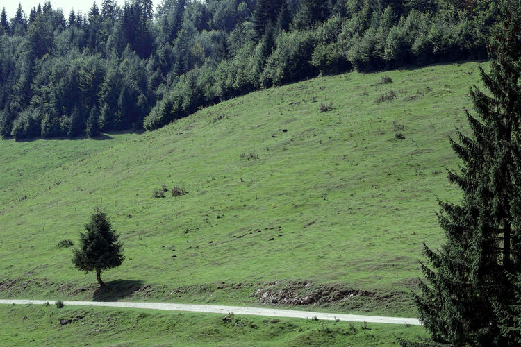 View of pine trees in field