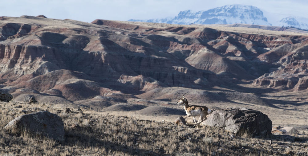 Deer walking on field by rocky mountains