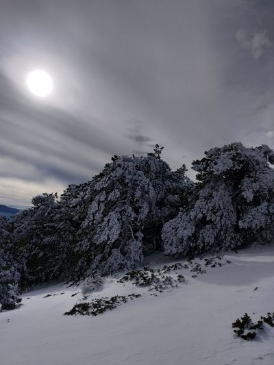 Snow covered land and trees against sky