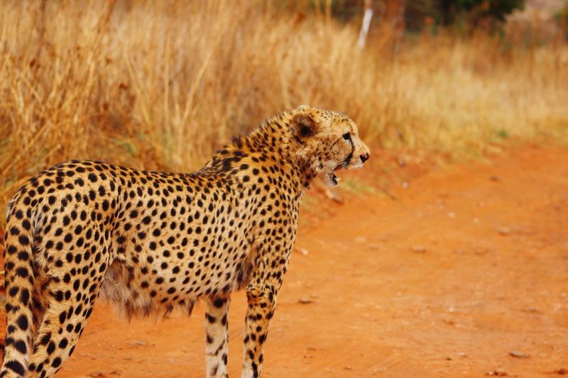 Cheetah standing on field