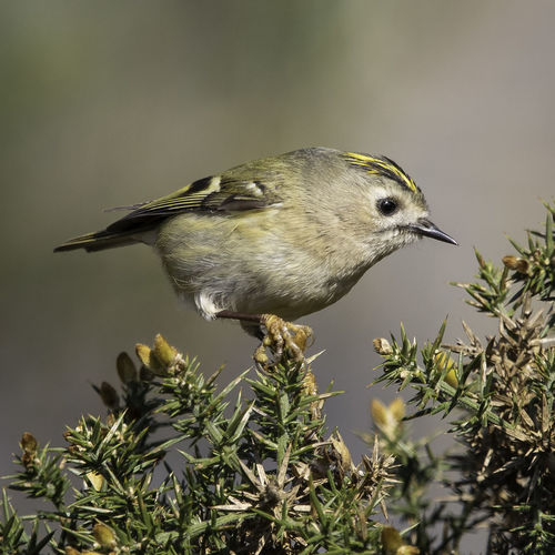 Close-up of gold crest perching on a plant
