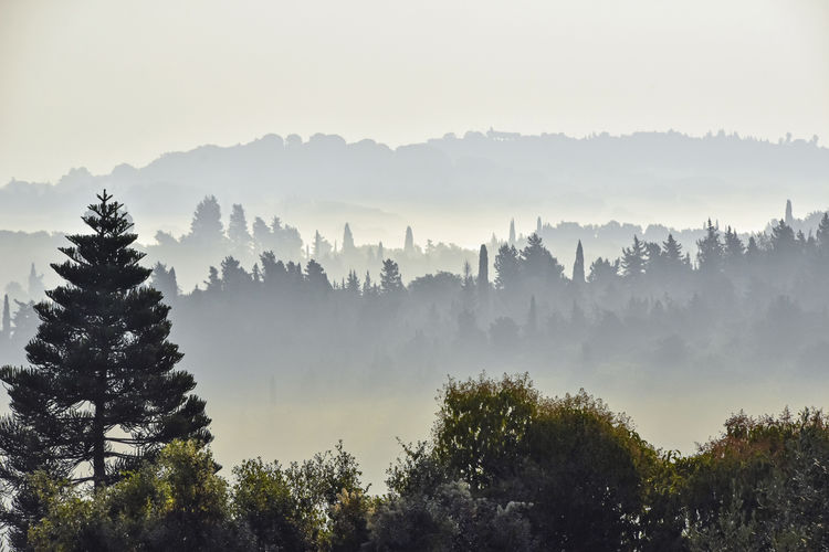 Shapes of trees appears through the morning's fog on the mountains