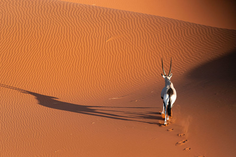 Oryx in the namib desert