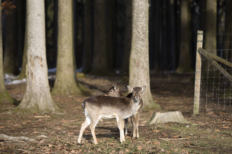 Two young roe deer in a snowy forest