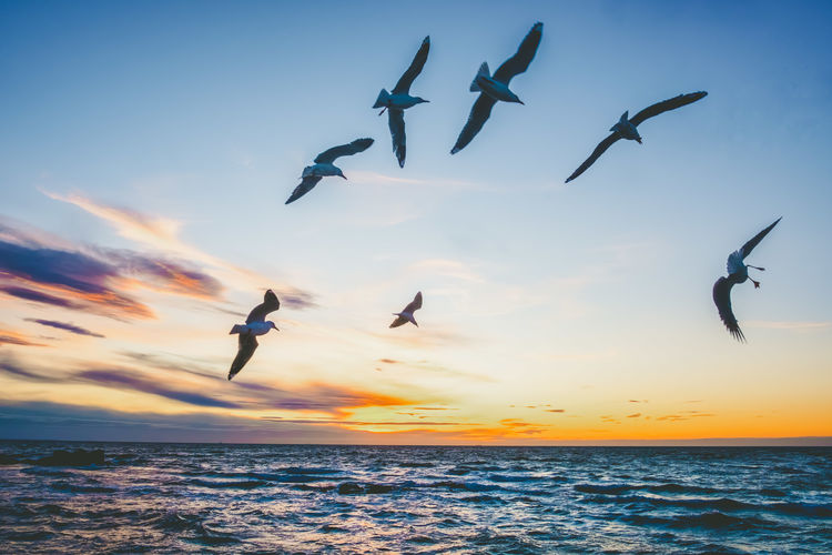 Birds flying over ocean at dusk in australia
