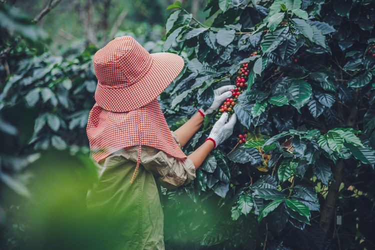 Side view of woman harvesting coffee beans on tree