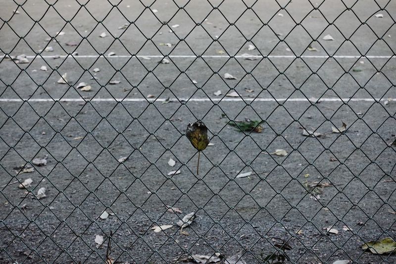 Close-up of birds on chainlink fence