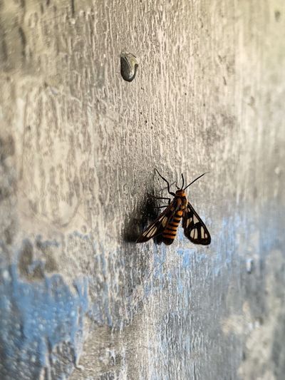 Close-up of fly on wall