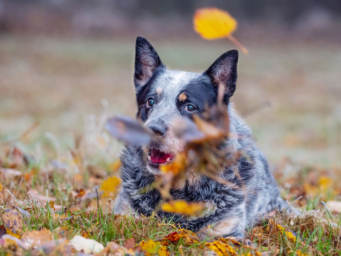 Gray dog lying in the grass and fallen colored leaves. a smart burly dog working a cattle breed.