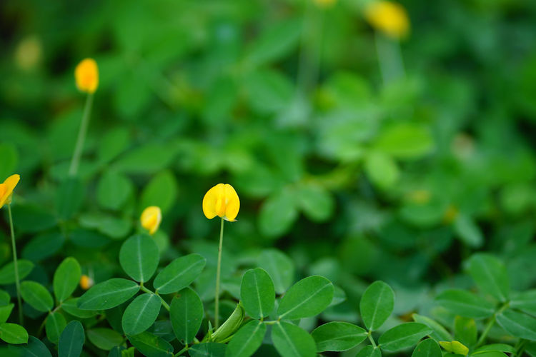 Full frame shot of yellow pinto peanut flower in the garden with blurred background