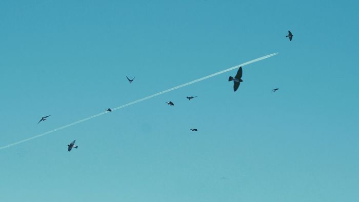 Low angle view of birds and vapor trail against clear blue sky