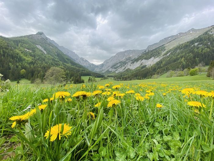 Yellow flowers growing on field against mountains