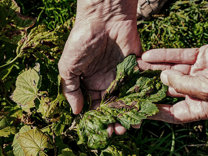 Cropped hand of person holding leaves