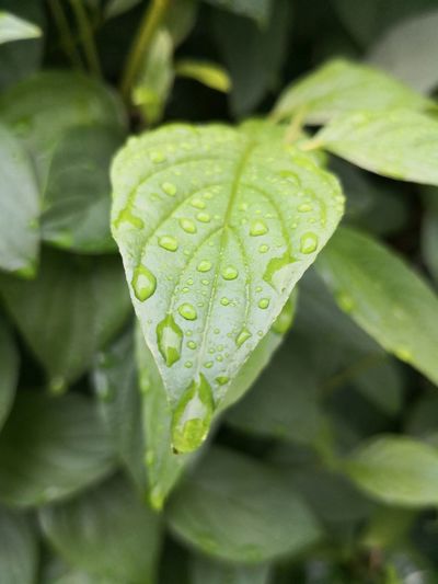 Close-up of raindrops on leaves