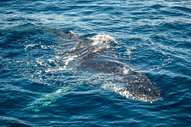 High angle view of humpback whale swimming in open sea