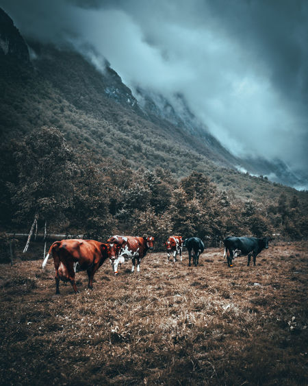 Horses on a landscape