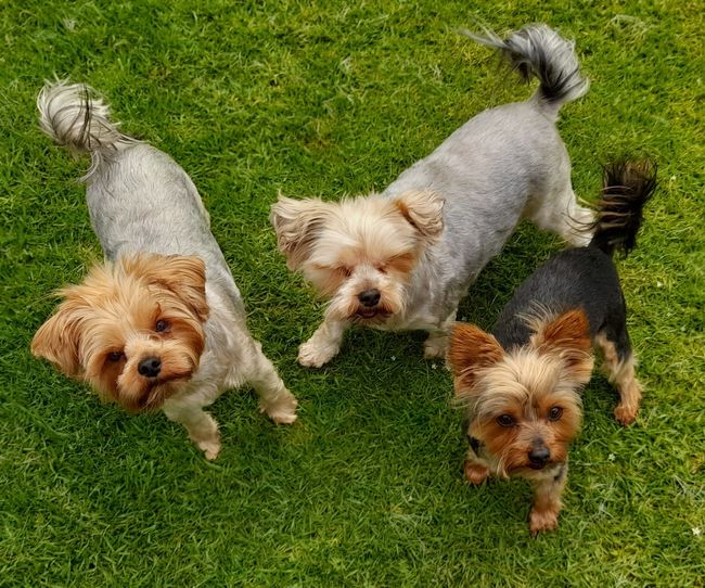 Yorkies in a group