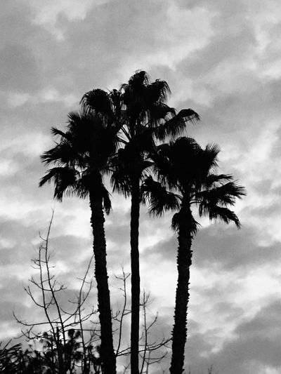 Silhouette palm trees against sky