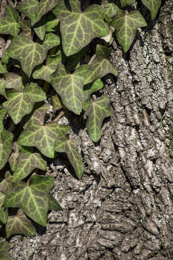 High angle view of leaves on tree trunk