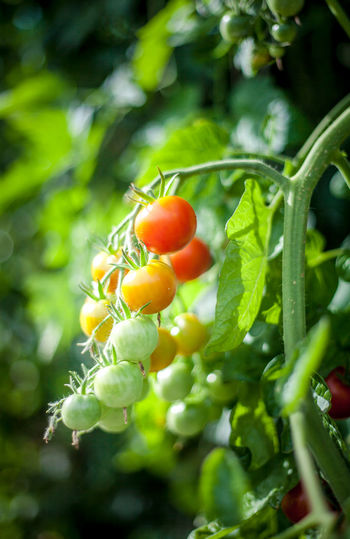 Close-up of tomatoes on flowering plant