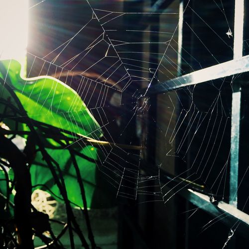 Close-up of spider web