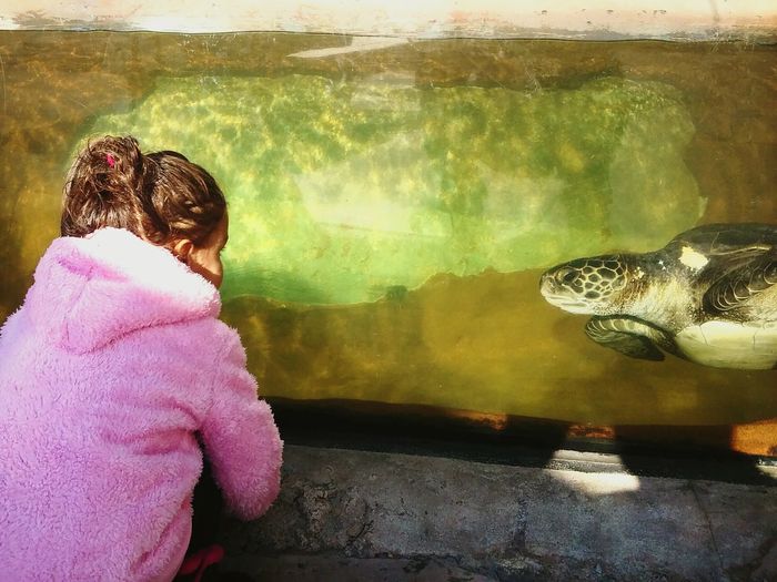 Girl looking at green turtle swimming in fish tank at zoo