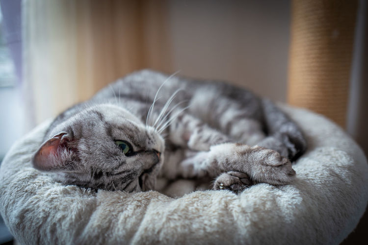 Close-up of cat lying on pet bed at home