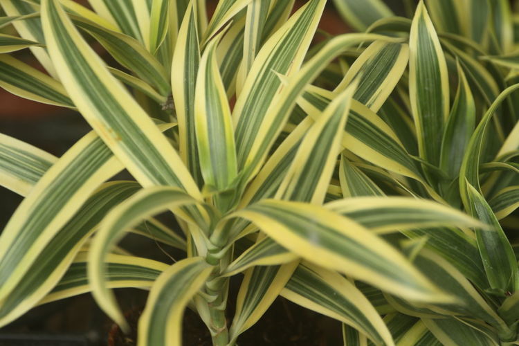 plant