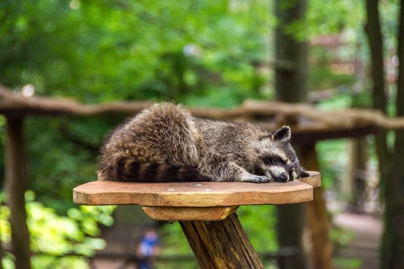 Raccoon sleeping on wood at zoo