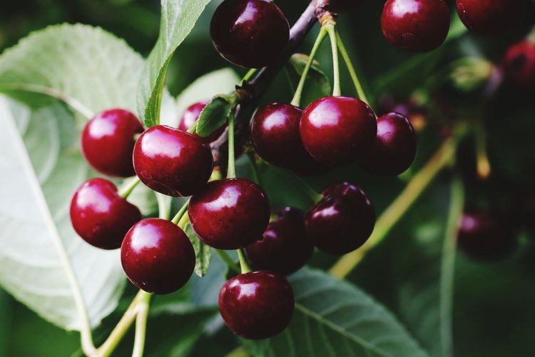 Close-up of cherries growing on plant