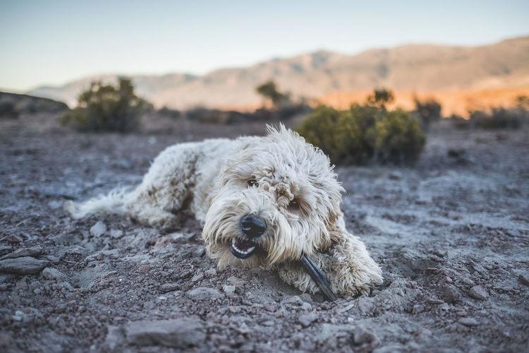 Portrait of hairy dog relaxing on land