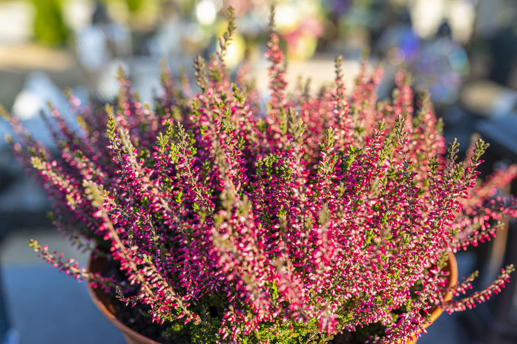 Purple heather flower in a pot standing on a tombstone at a christian cemetery.