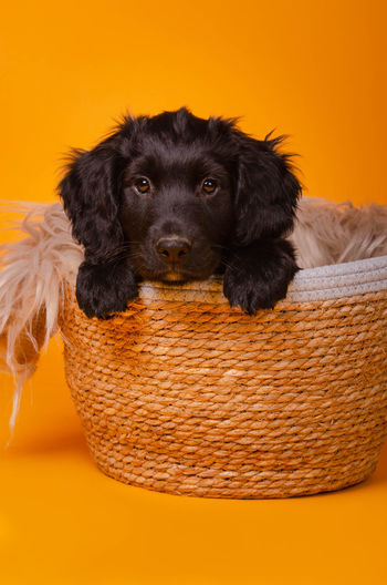 Close-up of dog in basket