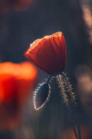 Close-up of orange flower against blurred background