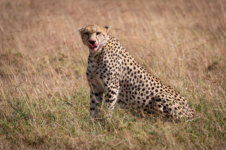 Portrait of cheetah sitting on field in forest