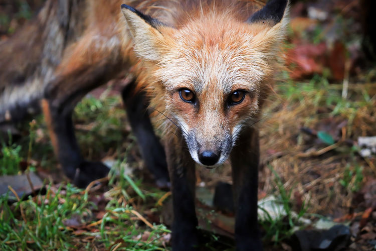 Closeup portrait of a red fox looking towards the camera