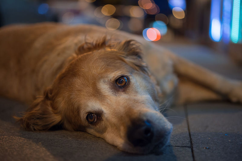 Close-up portrait of golden retriever resting on street at night