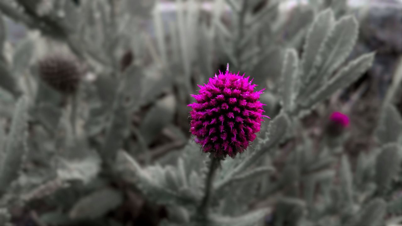 CLOSE-UP OF THISTLE FLOWER