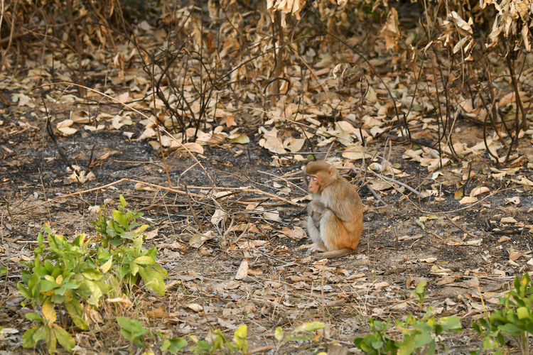 View of squirrel on field
