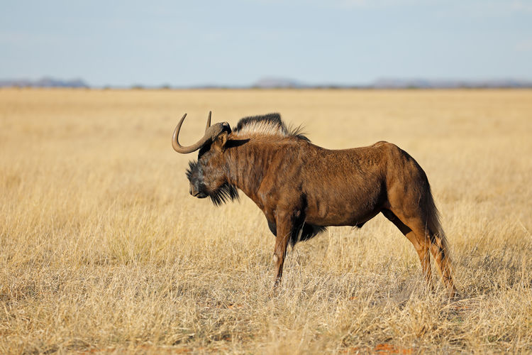 A black wildebeest - connochaetes gnou - in open grassland, mokala national park, south africa